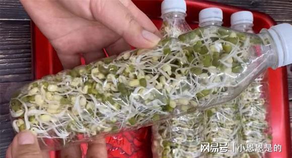 饮料瓶养豆芽，一种绿色生活的新尝试