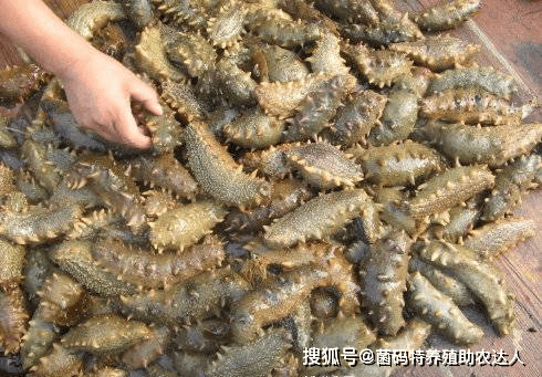 大棚养海参的菌藻管理技术及其重要性