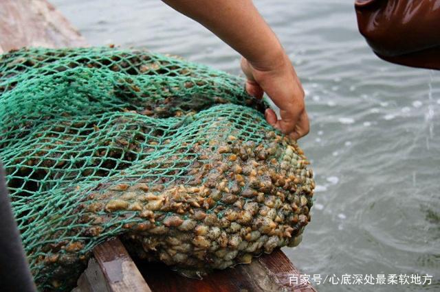 大棚养殖海参周期详解，从孵化到收获的全过程