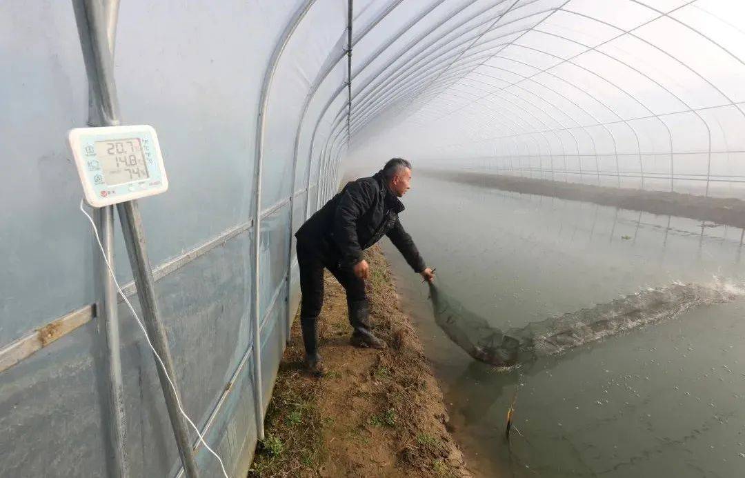 大棚养虾怎样过冬