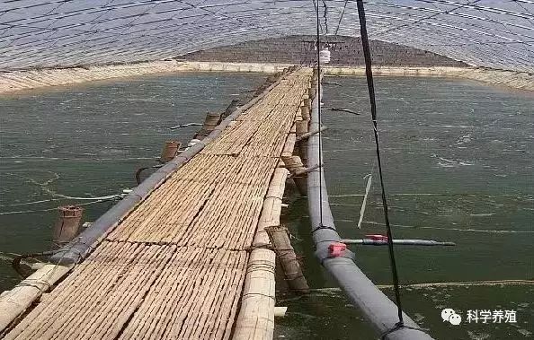 如东大棚对虾养殖，探索与发现