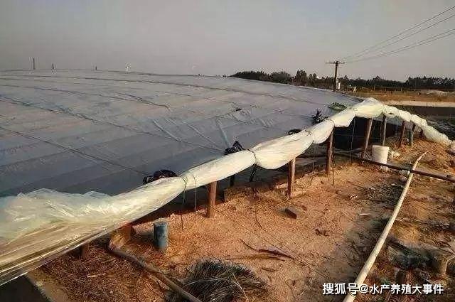 冬季大棚淡水养对虾，技术要点与优势分析
