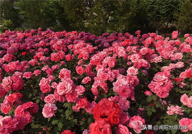 品种优良的中国月季，绽放的国色天香