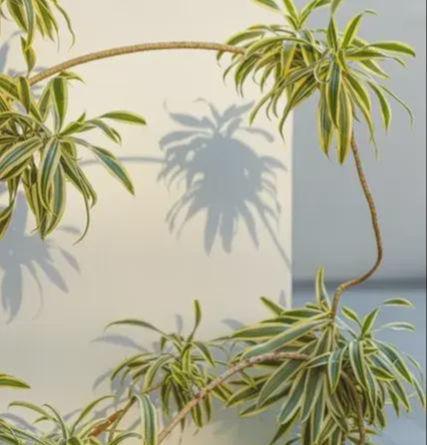 种什么品种的竹子好，全面解析与选择建议