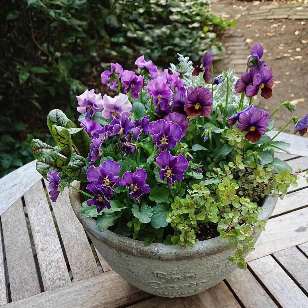 时令草花品种，绽放的自然之美