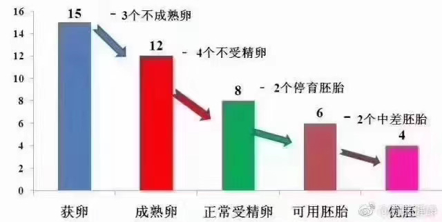 多囊患者试管取卵情况分析，数量与因素探讨