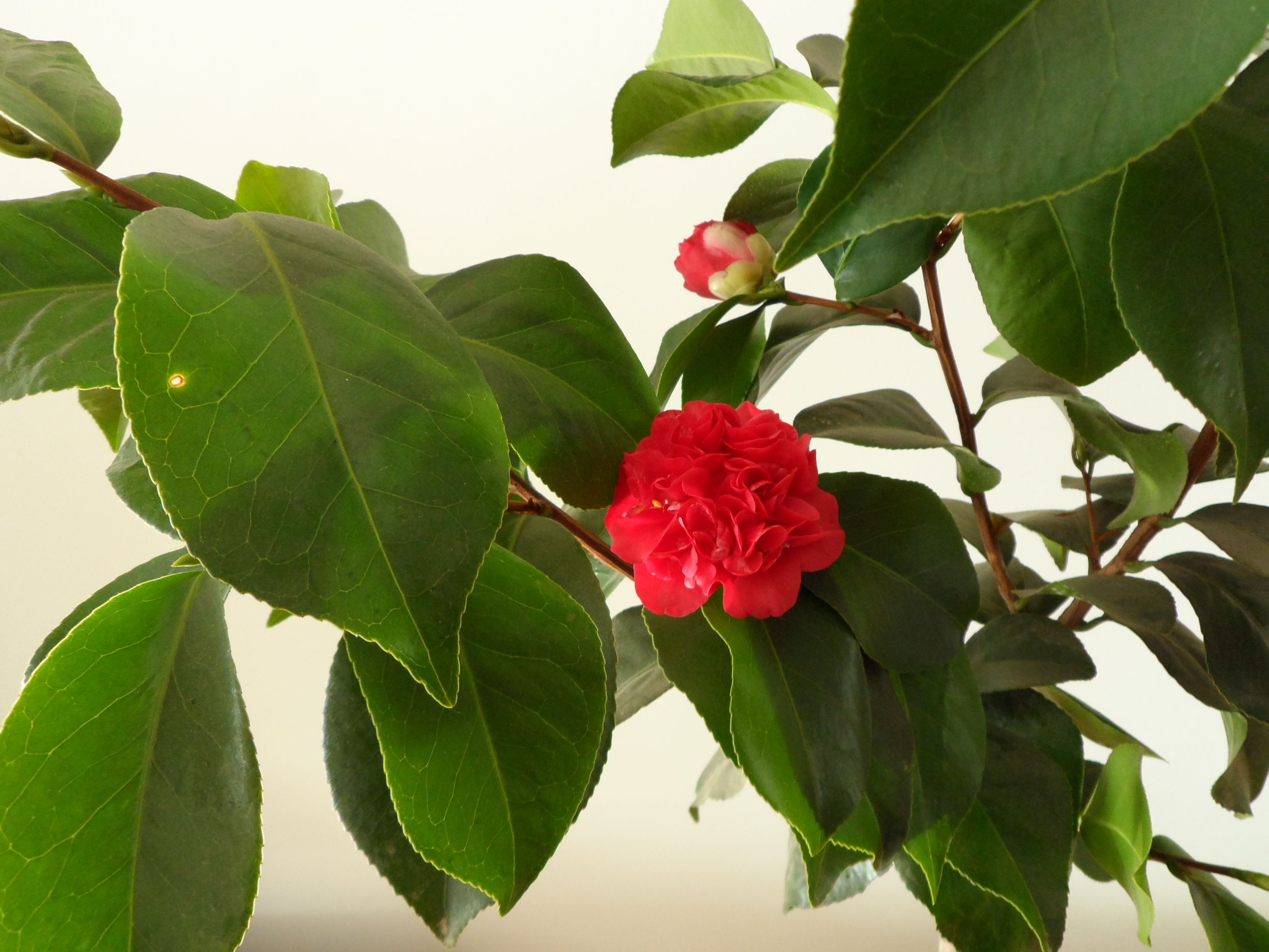 茶花叶子小是什么品种？深度解析茶花的品种特性与鉴别方法