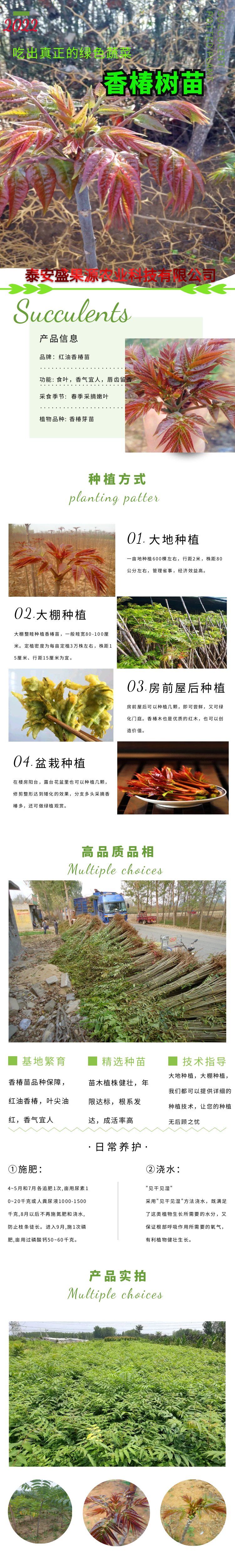 最被看好的绿化苗木品种，未来绿化产业的热门选择
