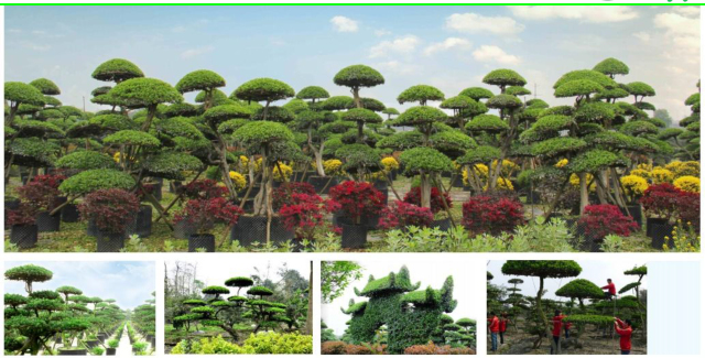 园林苗木品种图片，探索多彩多姿的植物世界