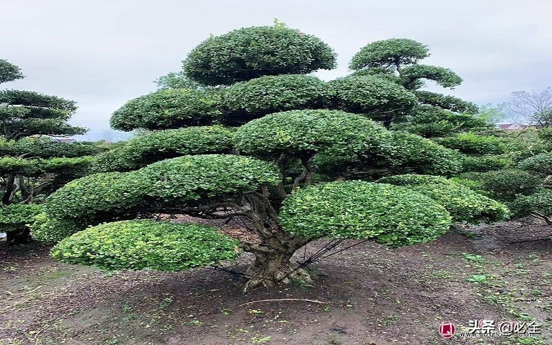 别墅院子绿化树木品种的选择与搭配