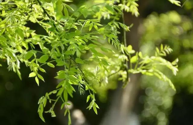 红瑞木的品种多样性