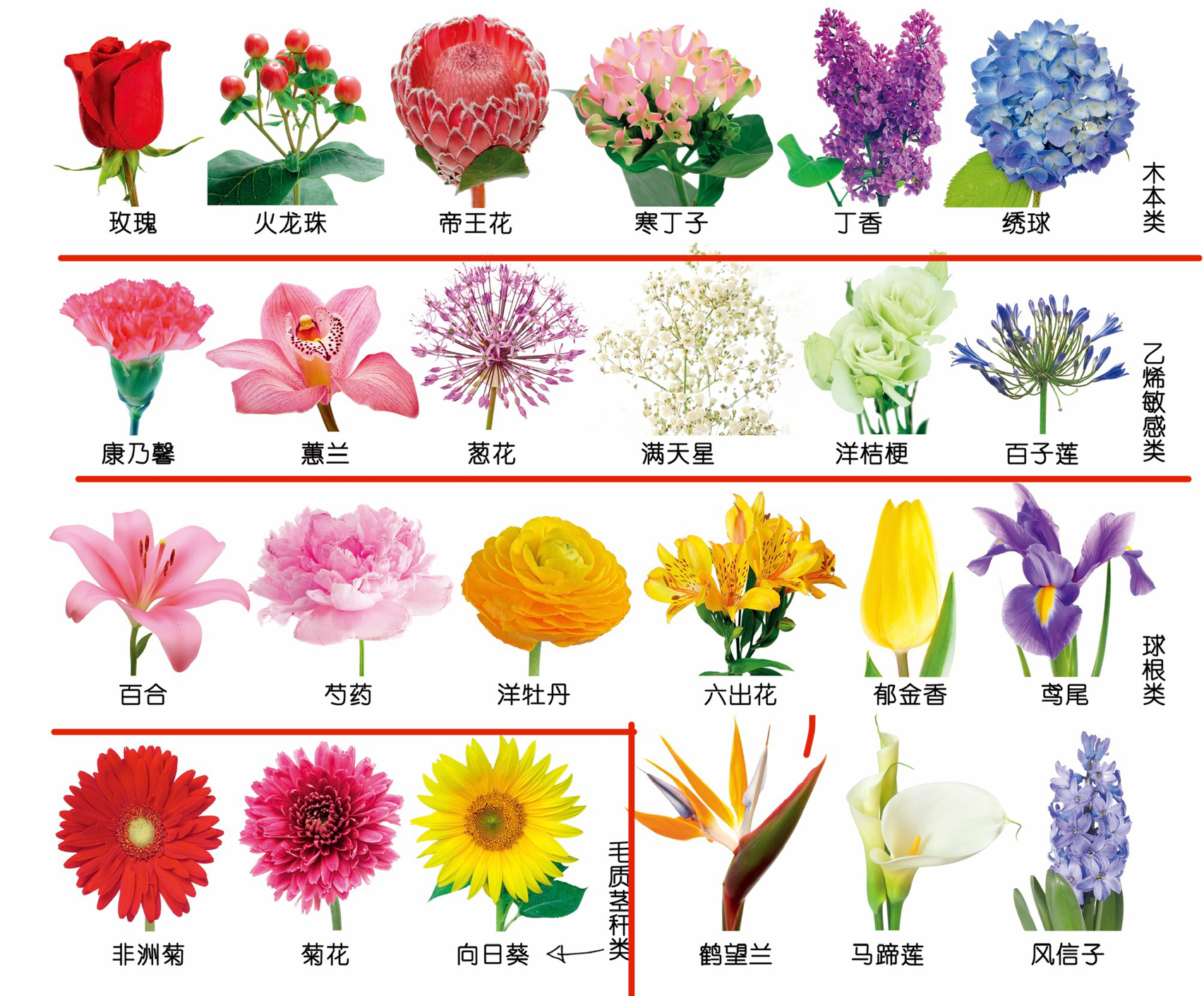 探究切花品种应具备的条件
