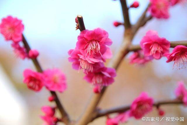 小叶梅花的品种及其独特魅力
