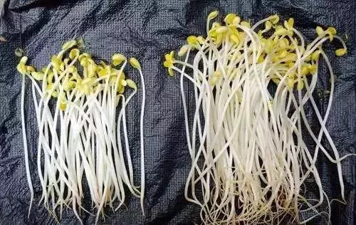 植物幼苗品种判断，从初生之芽到精准识别