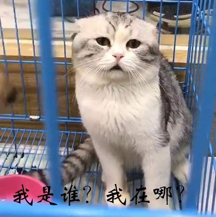 谁喊我表情包