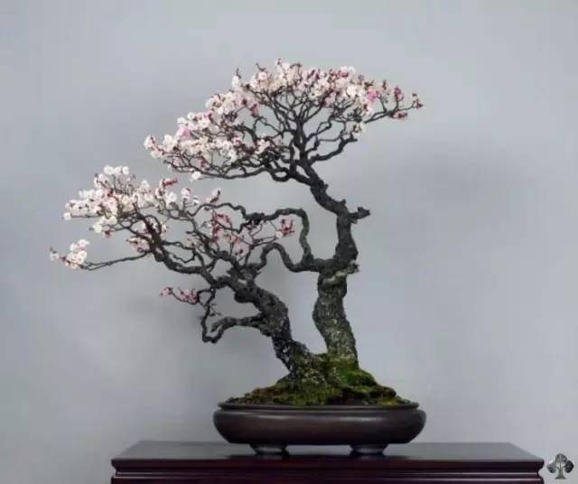 梅花盆景的品种及其独特魅力