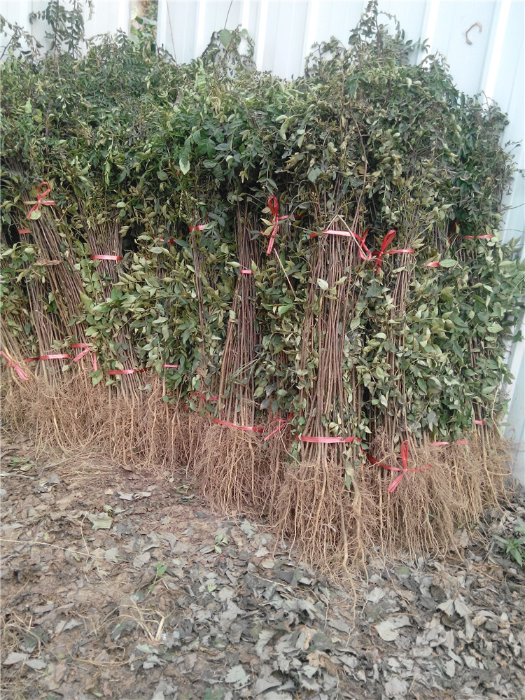 如何查苗木花卉品种