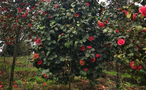 茶花培育基地品种大全
