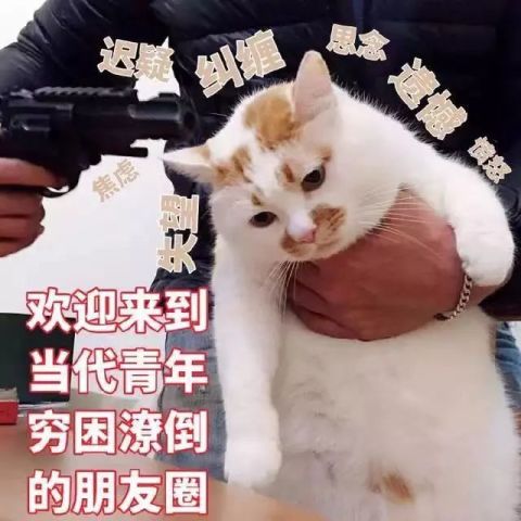 收留我吧表情包，网络时代的情感表达新方式
