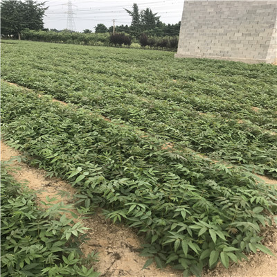 当下比较火的苗圃品种