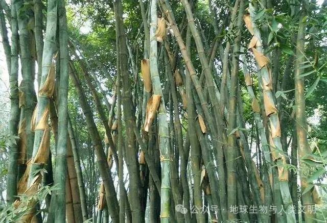 青皮竹品种分类研究