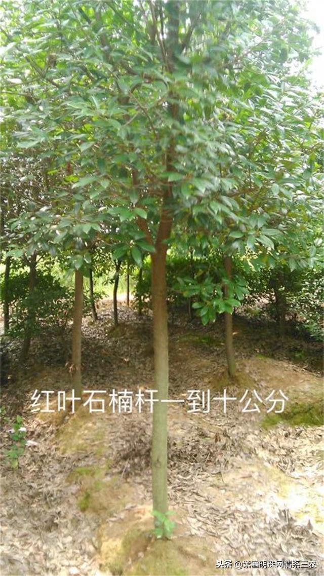 红叶石楠品种繁多，哪个品种最红？深度解析