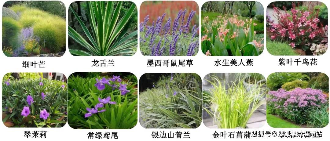 绿化品种图片，探索绿色世界的多样性