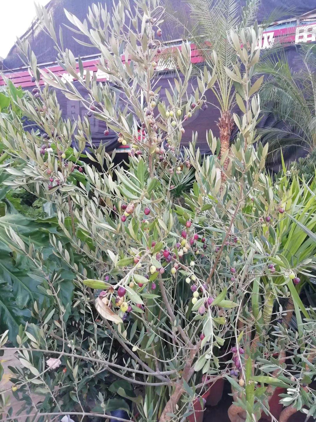 常绿果树绿化品种，城市绿化的理想选择