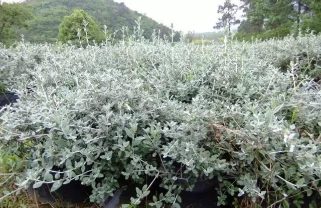 常见灌木品种及其特点