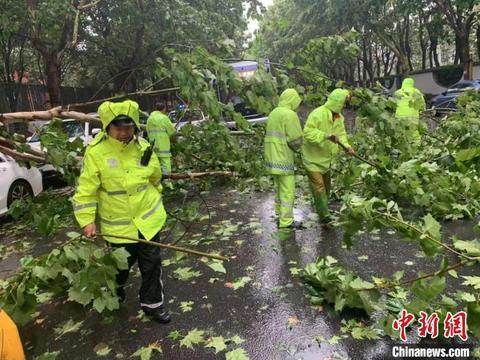 江苏北部树木品种大全